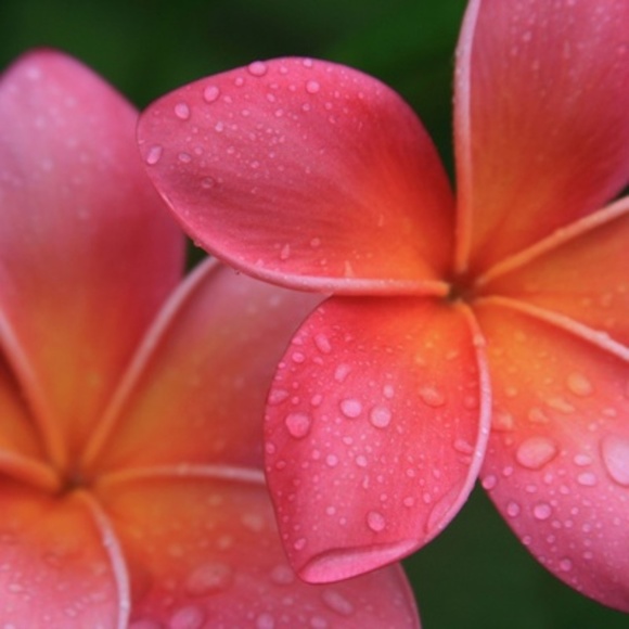 Meet your Posher, Pamela - Picture 1 of 1